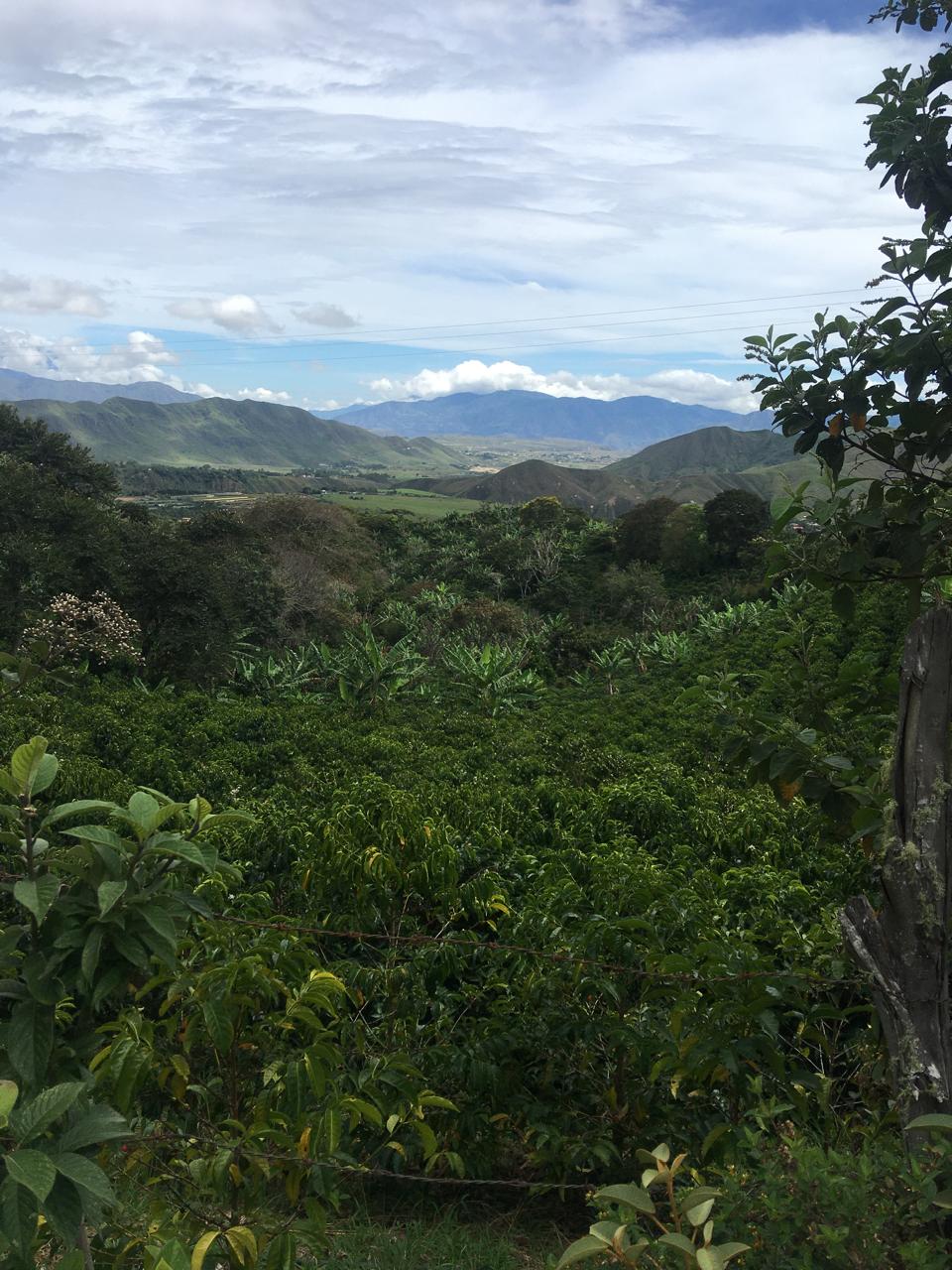 Café Los doce caminos