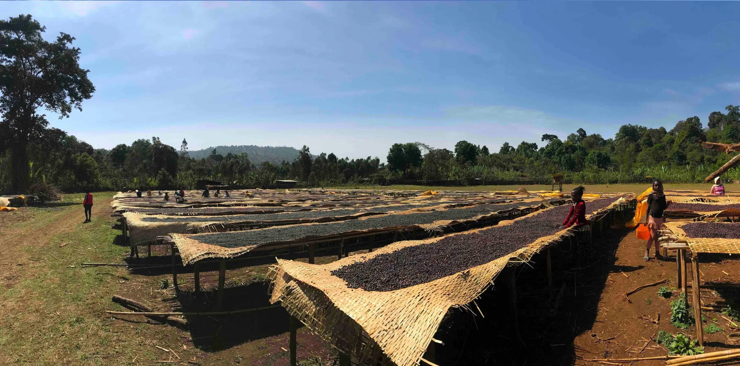 Café Kiradili (biologique)